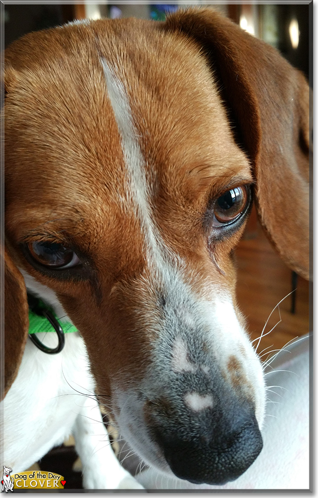 Clover Anne the Beagle, the Dog of the Day