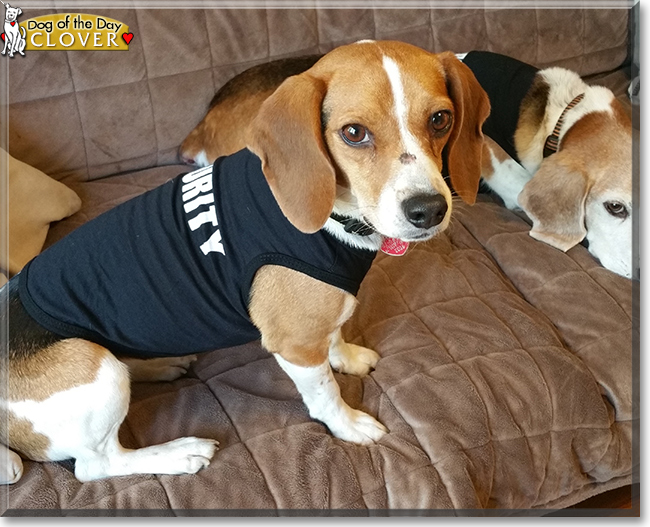 Clover Anne the Beagle, the Dog of the Day