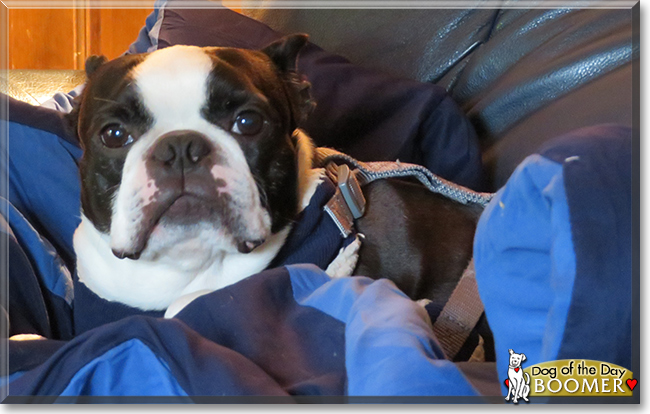 Boomer the Boston Terrier, the Dog of the Day