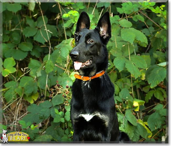 Beari the German Shepherd Dog, the Dog of the Day