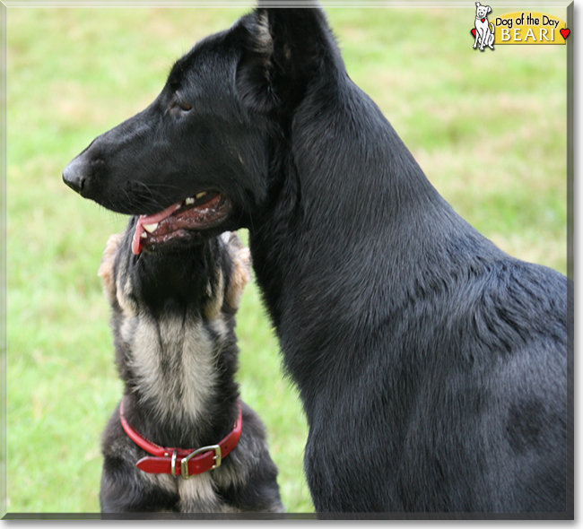Beari the German Shepherd Dog, the Dog of the Day