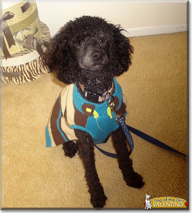 Valentino the Miniature Poodle, the Dog of the Day