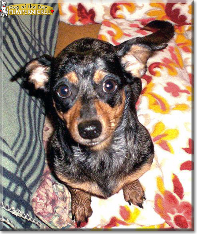 Pumpernickel the Chihuahua, Dachshund mix, the Dog of the Day