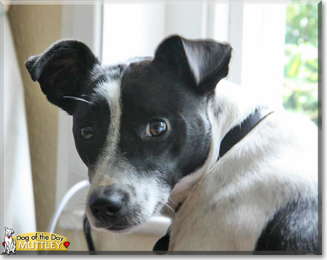 Muttley the Jack Russell Terrier, Whippet cross, the Dog of the Day