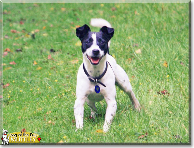 Muttley the Jack Russell Terrier, Whippet cross, the Dog of the Day