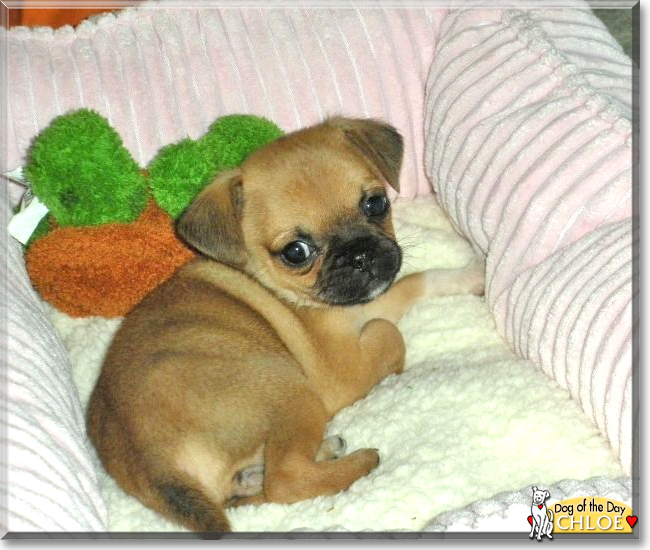 Chloe the Chihuahua/Pug mix, the Dog of the Day