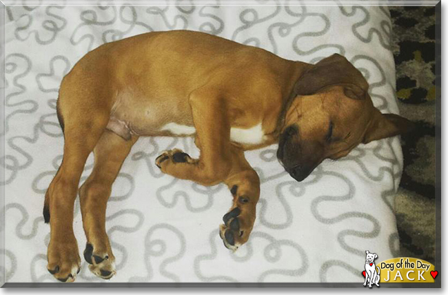 Jack the Rhodesian Ridgeback mix, the Dog of the Day
