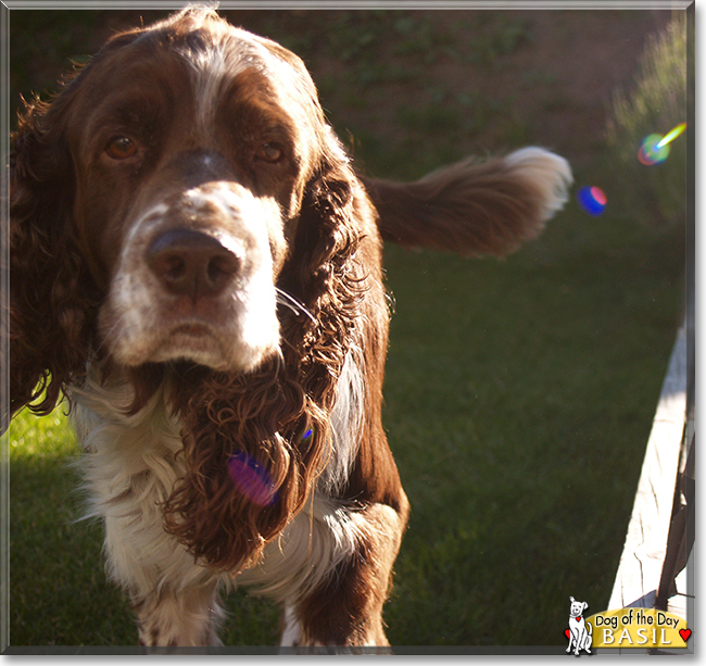 Basil the English Springer Spaniel, the Dog of the Day