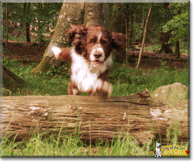 Basil the English Springer Spaniel, the Dog of the Day