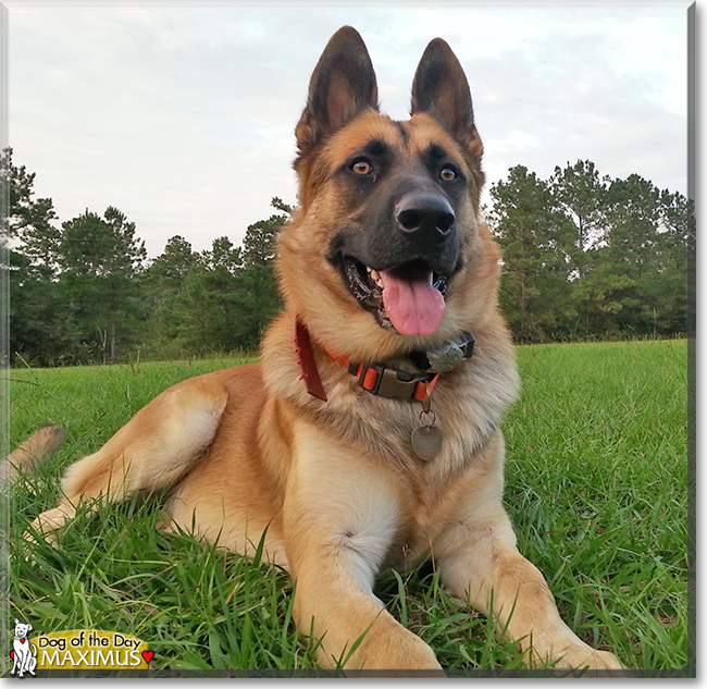 Maximus the German Shepherd Dog, the Dog of the Day
