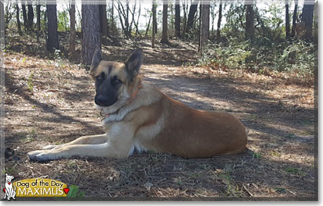 Maximus the German Shepherd Dog, the Dog of the Day
