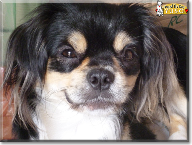 Yuso the Japanese Chin mix, the Dog of the Day