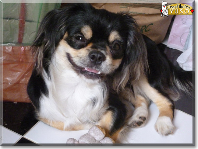 Yuso the Japanese Chin mix, the Dog of the Day
