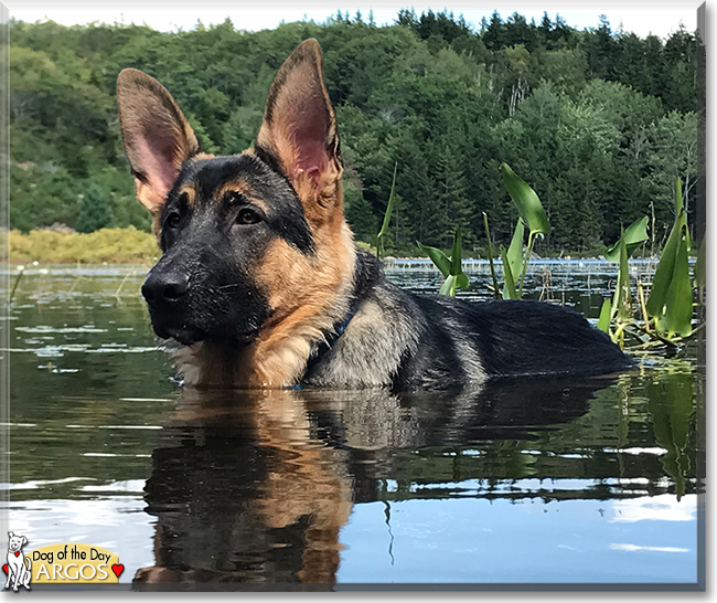 Argos the German Shepherd Dog, the Dog of the Day