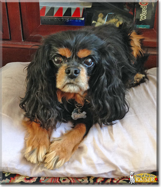 Kaiser the Cavalier King Charles Spaniel, the Dog of the Day