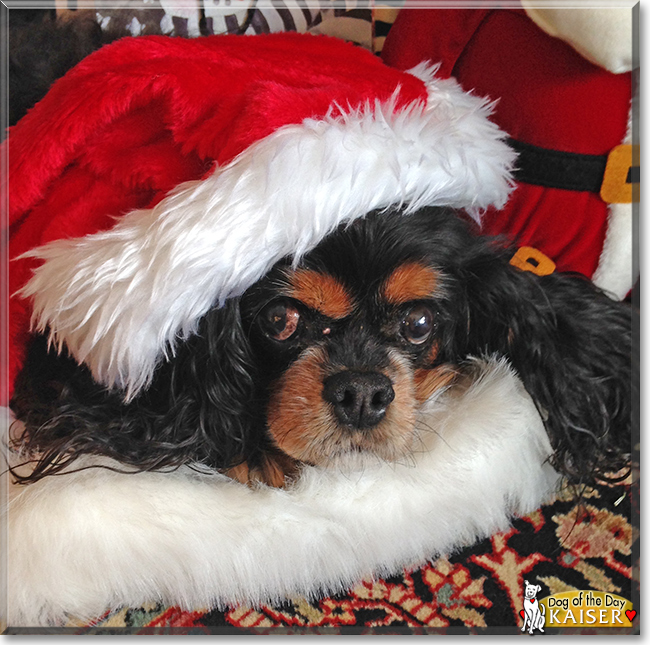 Kaiser the Cavalier King Charles Spaniel, the Dog of the Day