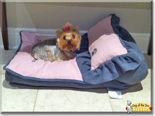 Stella the Yorkshire Terrier, the Dog of the Day