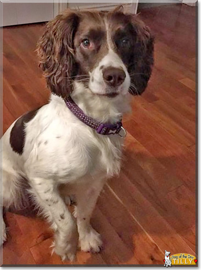 Tilly the English Springer Spaniel, the Dog of the Day