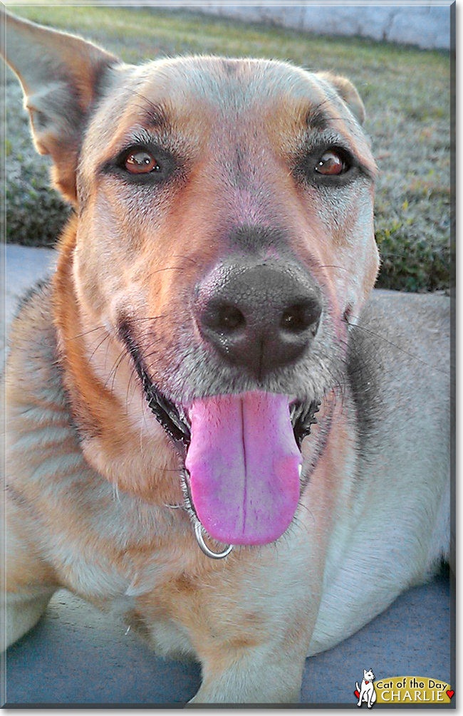Charlie the German Shepherd mix, the Dog of the Day