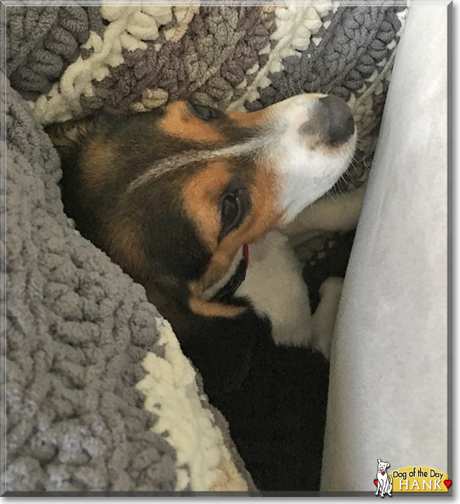 Hank the Beagle, the Dog of the Day