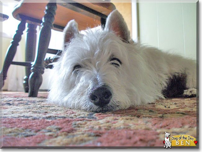 Ben the West Highland Terrier, the Dog of the Day