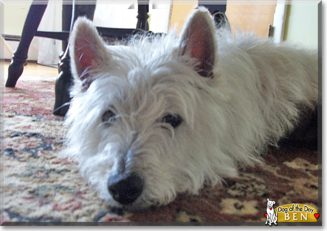 Ben the West Highland Terrier, the Dog of the Day