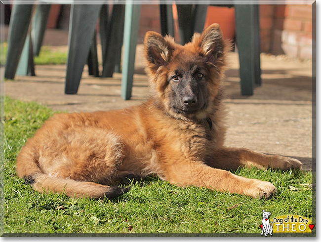 Theo the German Shepherd/Belgian Malinois, the Dog of the Day