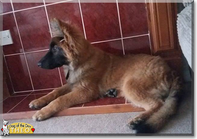 Theo the German Shepherd/Belgian Malinois, the Dog of the Day