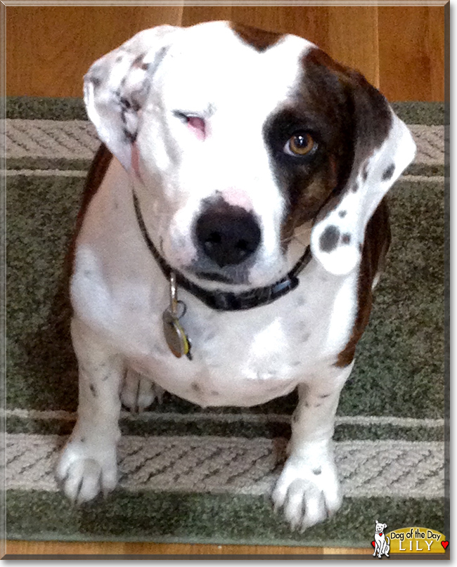 Lily the Beagle, Plott Hound mix, the Dog of the Day