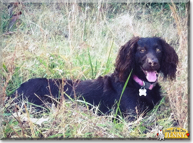 Jenny the Boykin Spaniel, the Dog of the Day