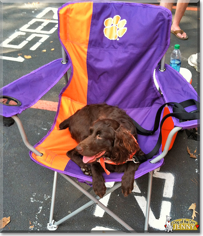 Jenny the Boykin Spaniel, the Dog of the Day