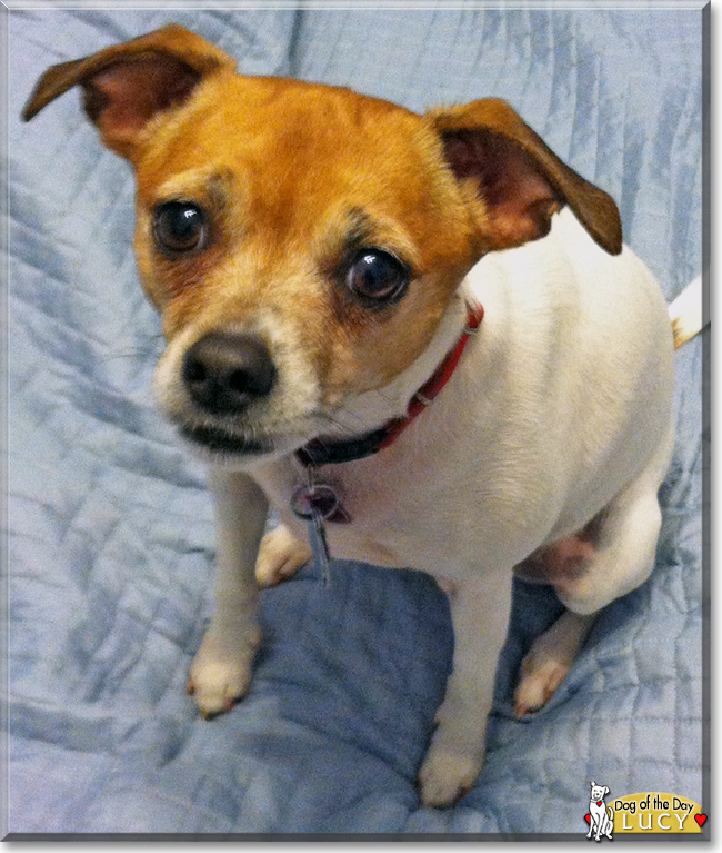 Lucy the Rat Terrier Mix, the Dog of the Day