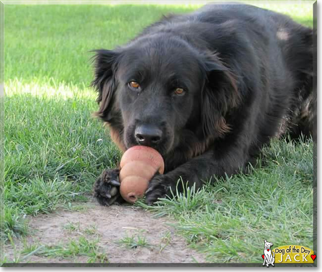 Jack the Flat Coat Retriever mix, the Dog of the Day