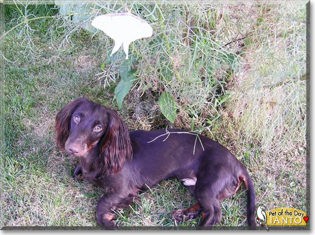 Ianto the Long Haired Dachshund, the Dog of the Day