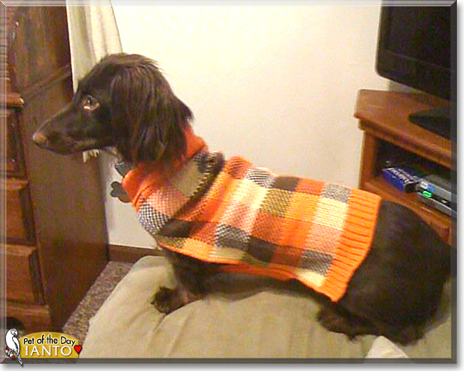Ianto the Long Haired Dachshund, the Dog of the Day