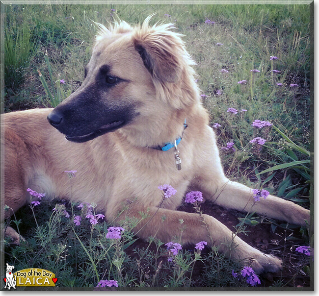 Laica the German Shepherd Mix, the Dog of the Day