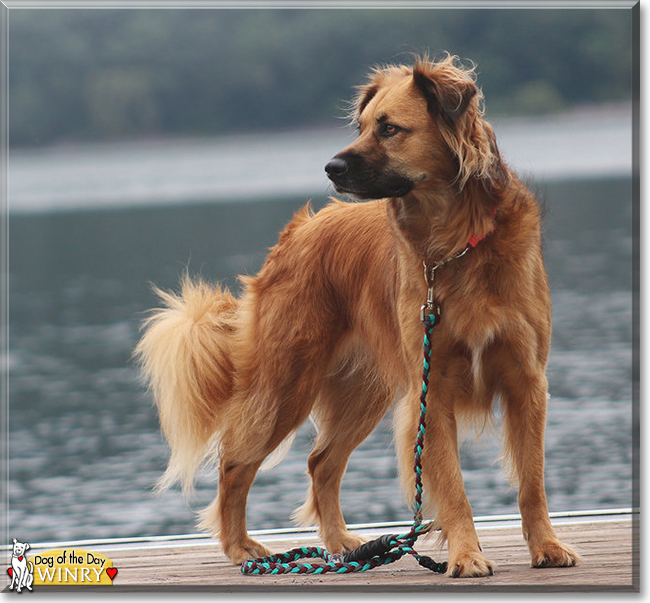 Winry the Border Collie/Golden Retriever mix, the Dog of the Day
