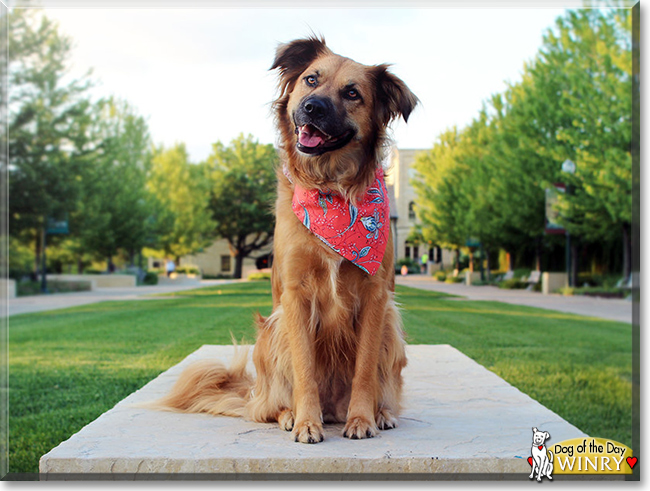 Winry the Border Collie/Golden Retriever mix, the Dog of the Day