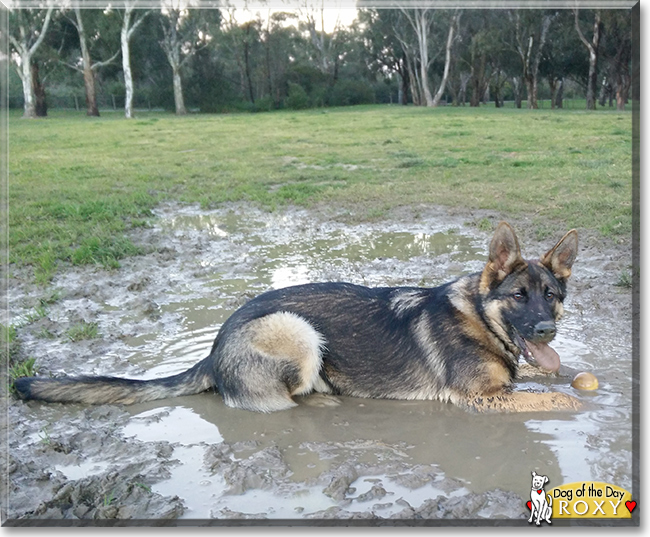 Roxy the German Shepherd, the Dog of the Day