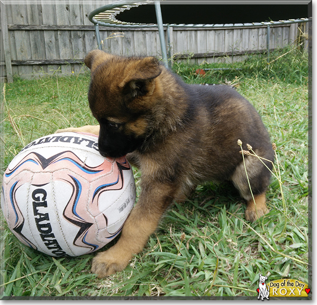 Roxy the German Shepherd, the Dog of the Day