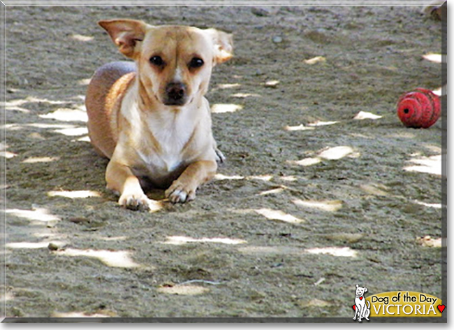 Victoria the Chihuahua, Dachshund mix, the Dog of the Day