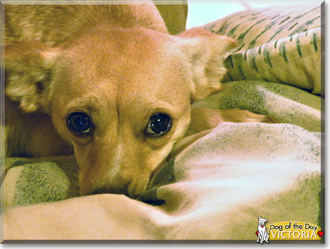 Victoria the Chihuahua, Dachshund mix, the Dog of the Day
