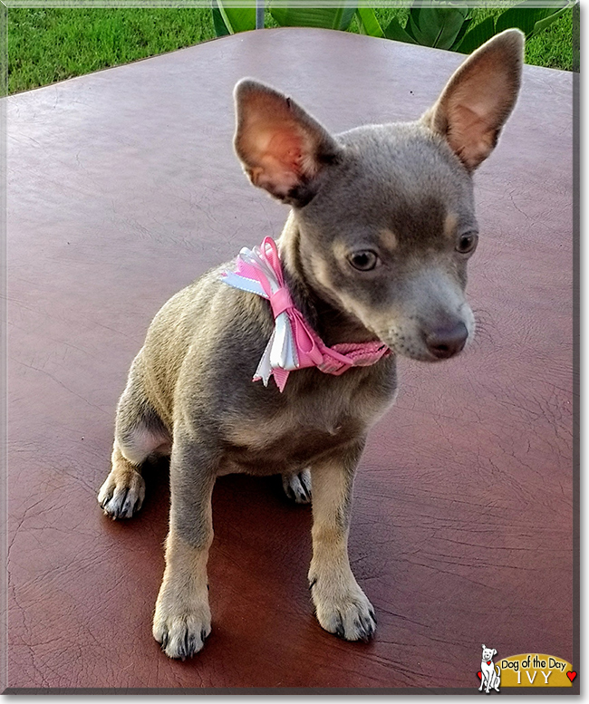 Ivy the Chihuahua, the Dog of the Day