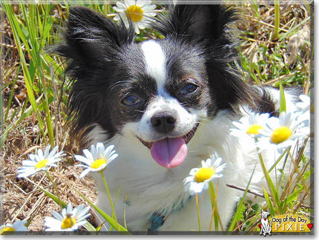 Pixie the Longhair Chihuahua, the Dog of the Day