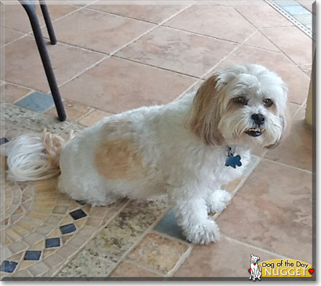 Nugget the Shih-Tzu/Poodle mix, the Dog of the Day