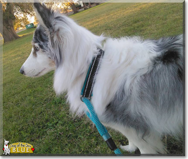 Blue the Shetland Sheepdog, the Dog of the Day