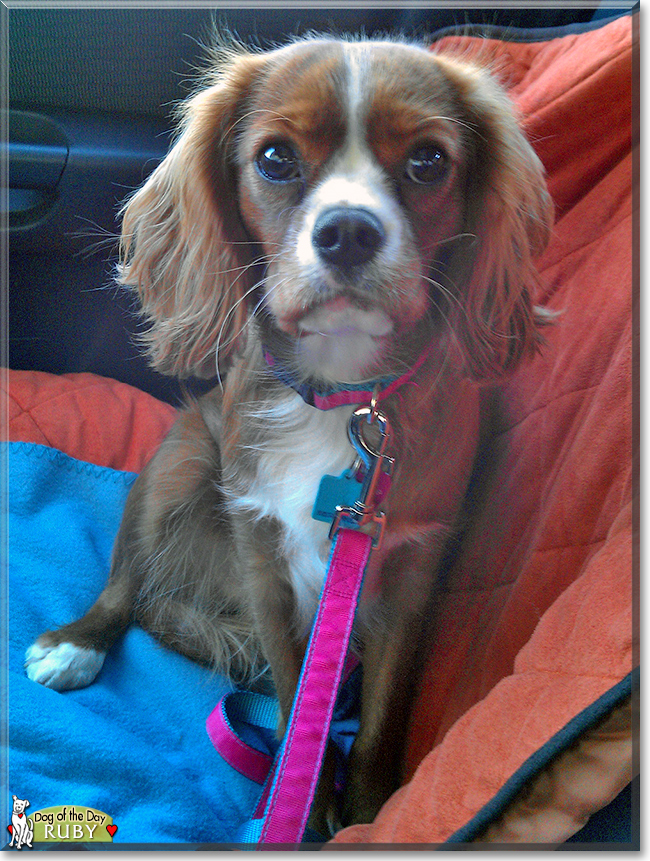 Ruby the Cavalier King Charles Spaniel , the Dog of the Day