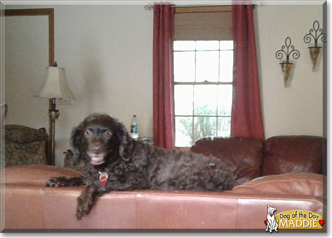 Maddie the Boykin Spaniel, the Dog of the Day
