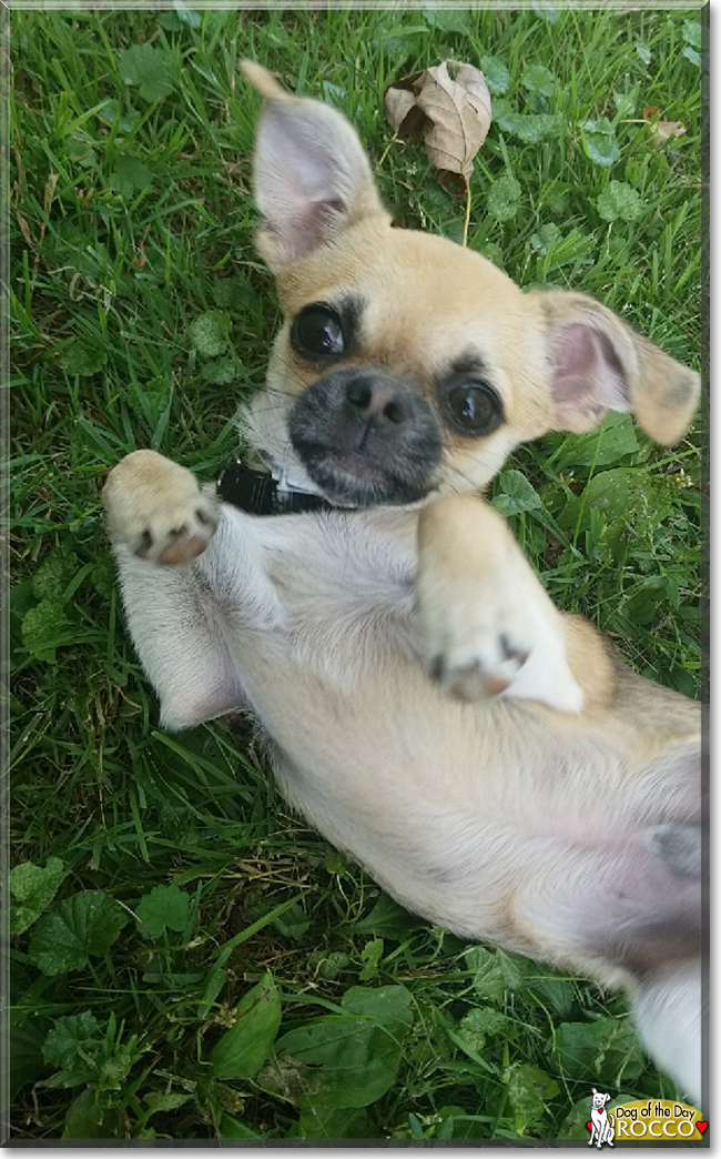 Rocco the Chihuahua, Pug, Shih Tzu mix, the Dog of the Day