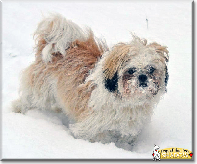 Shadow the Shih Tzu, Lhasa Apso mix, the Dog of the Day